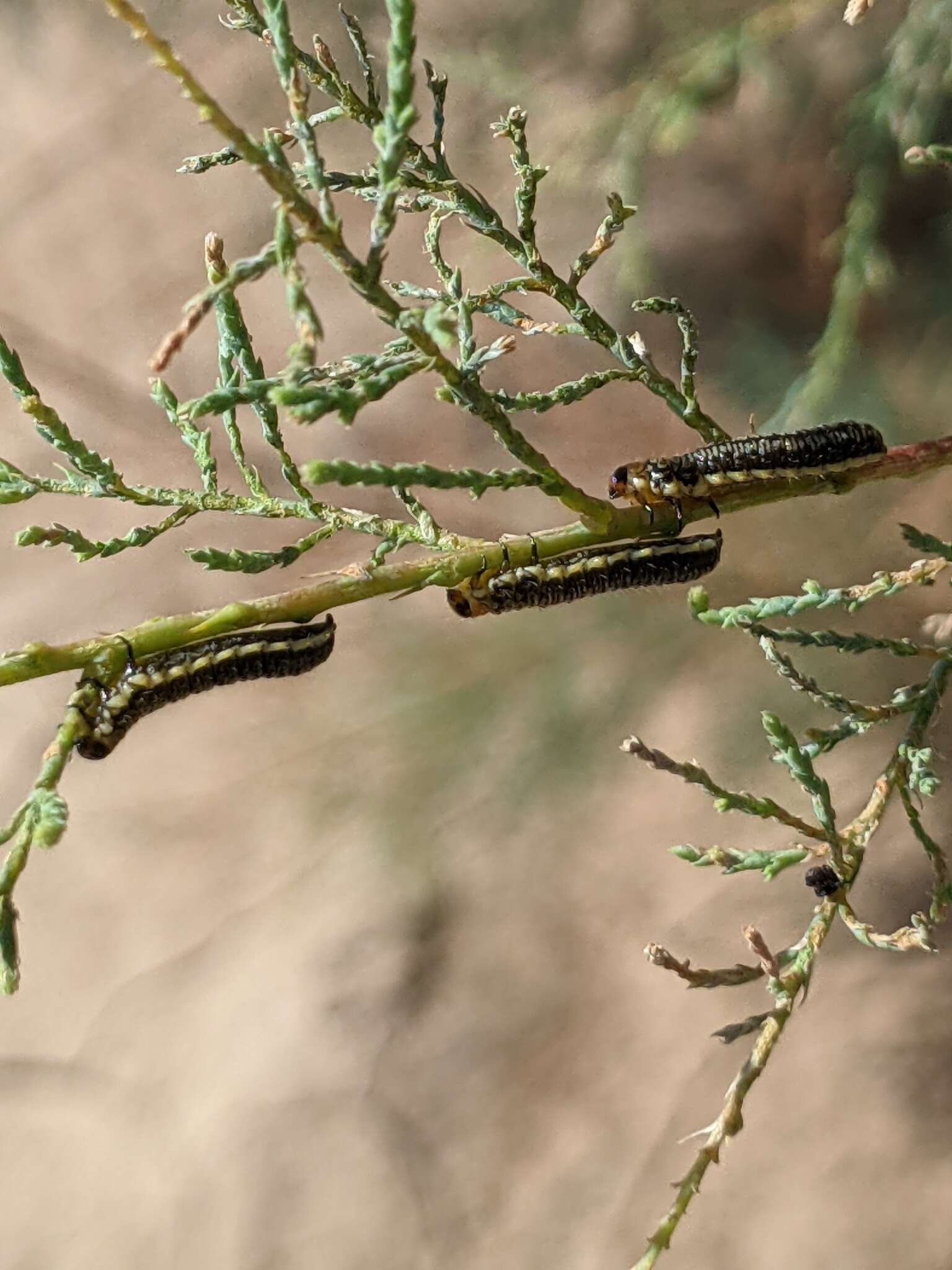 Image of Tamarisk leaf beetle