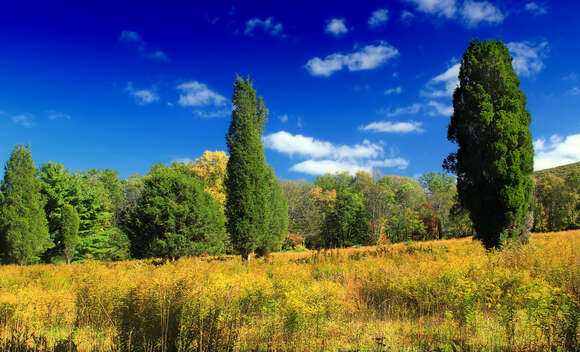 Image of Eastern Juniper