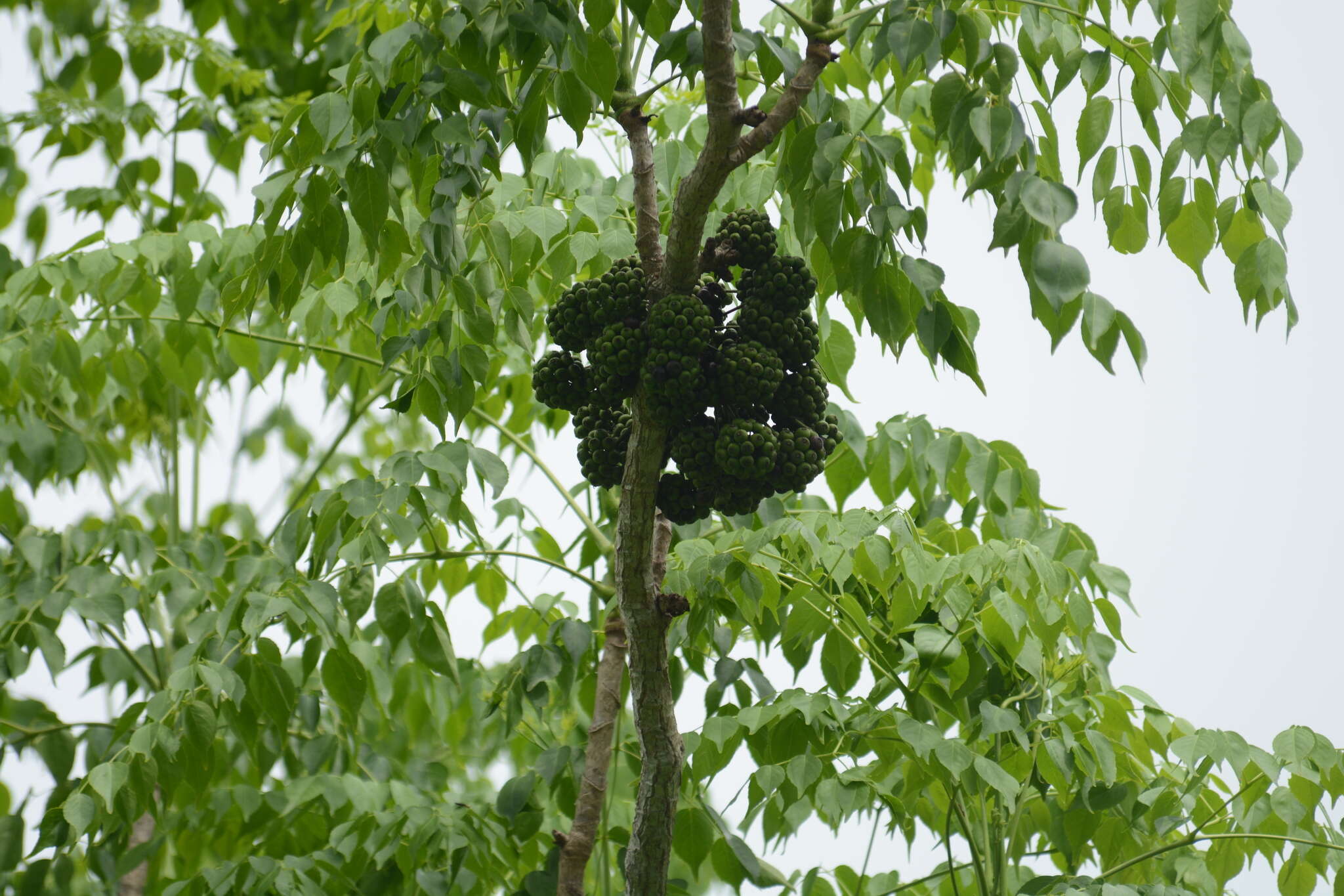 Image de Aralia excelsa (Griseb.) J. Wen