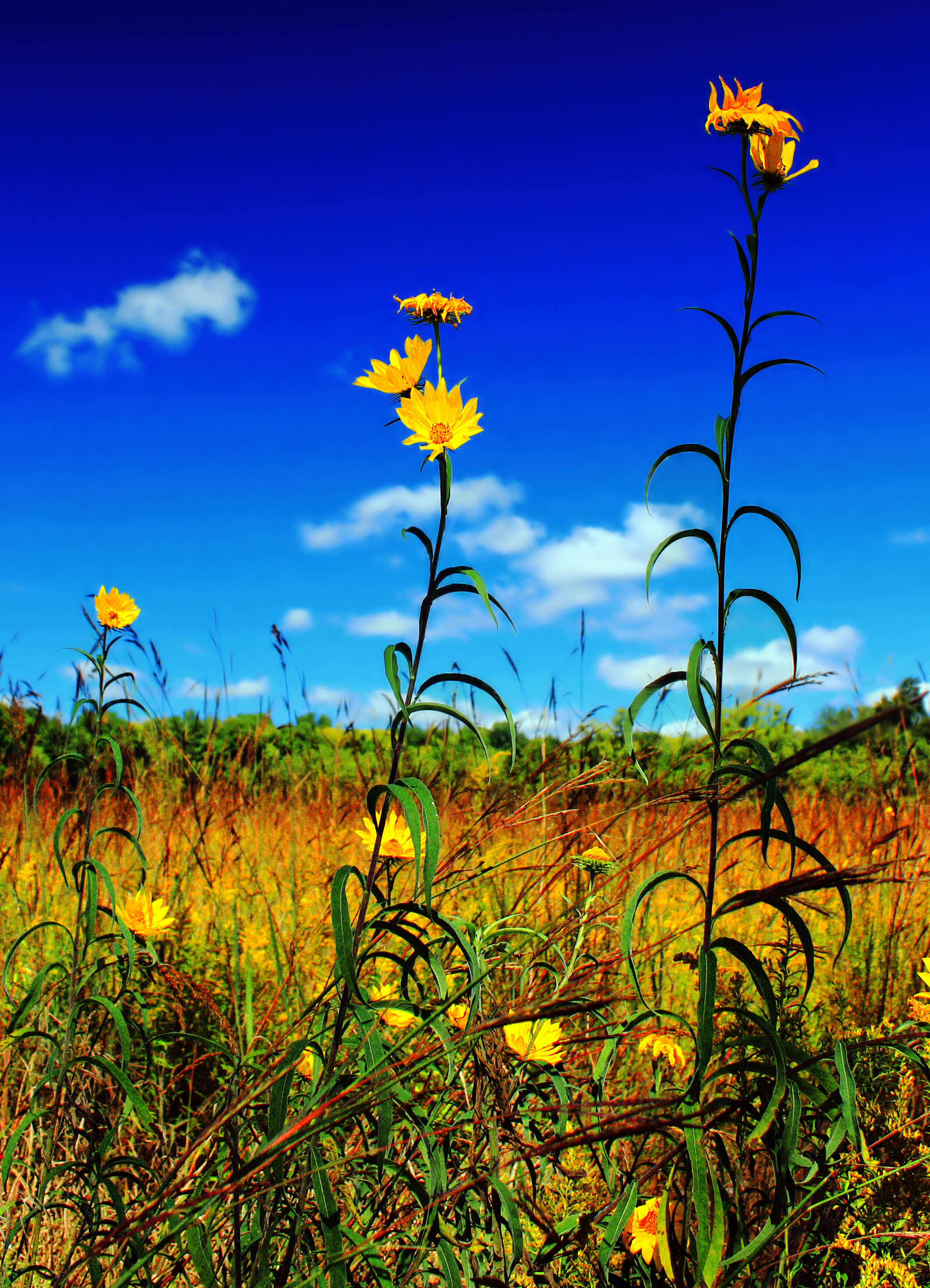 Image of willowleaf sunflower