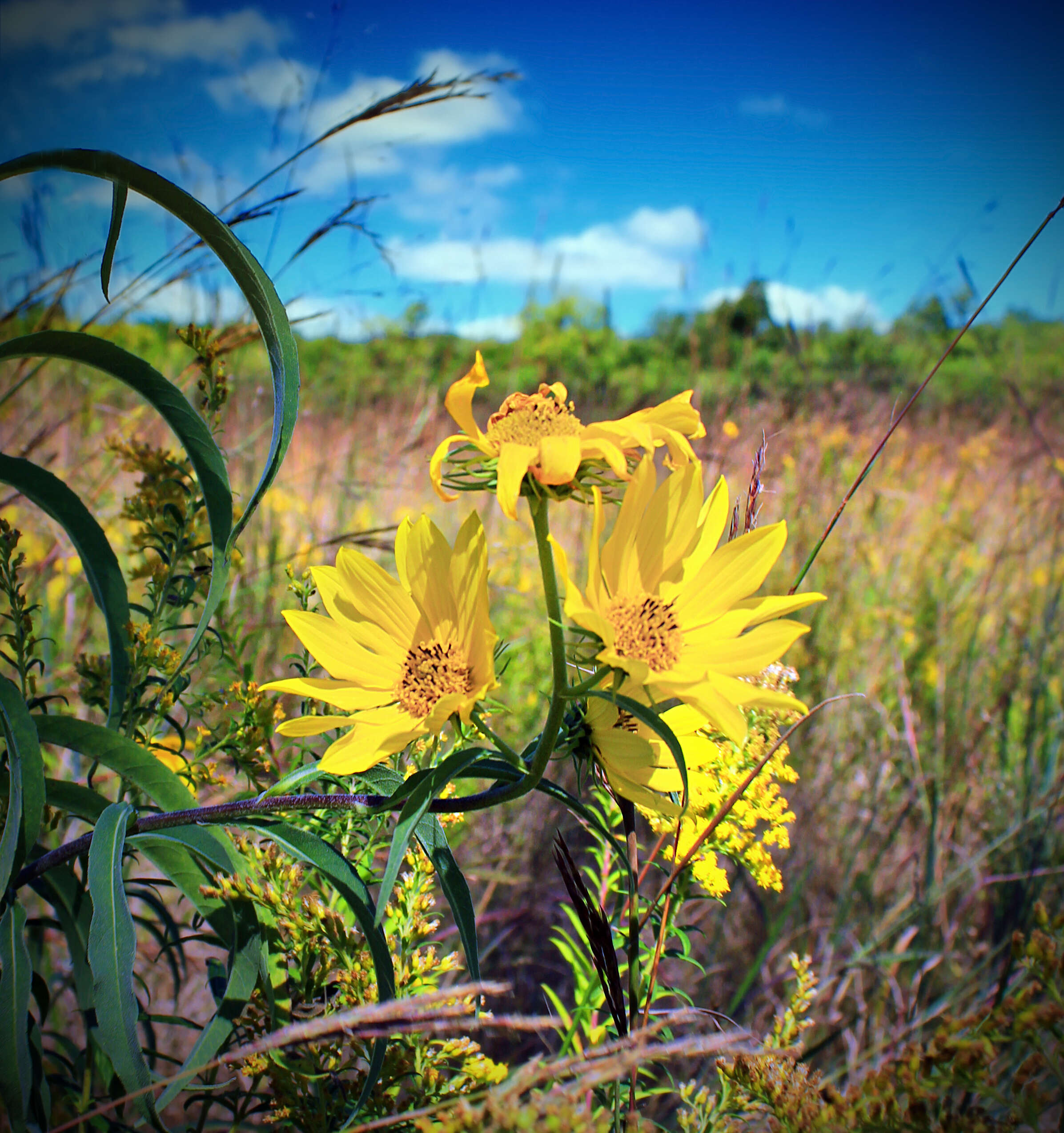 Image of willowleaf sunflower