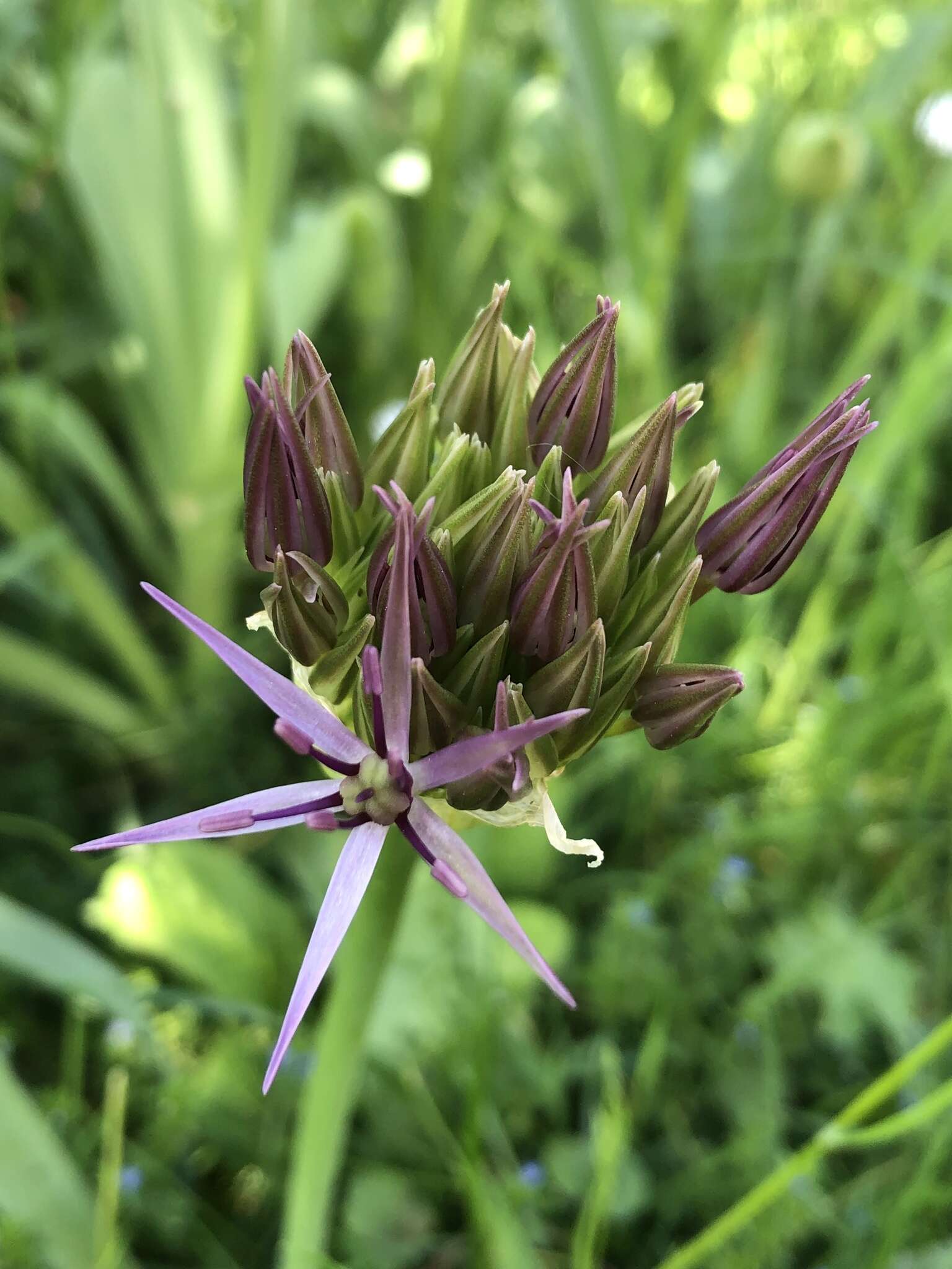 Image of Persian onion