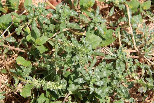 Imagem de Amaranthus polygonoides L.