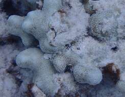 Image of Finger Coral