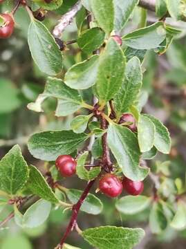 Image of rock buckthorn