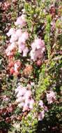 Image of Erica glomiflora Salisb.