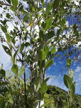 Image de Populus brandegeei Schneider