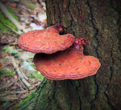 Image of Ganoderma tsugae Murrill 1902