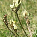 Sivun Oxytropis campestris var. cusickii (Greenm.) Barneby kuva