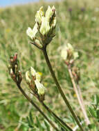 Слика од Oxytropis campestris var. cusickii (Greenm.) Barneby