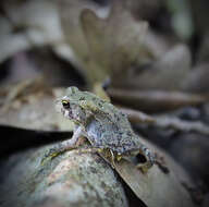 Image de Anaxyrus americanus (Holbrook 1836)