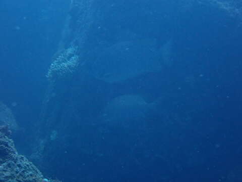 Image of Maze Rabbitfish