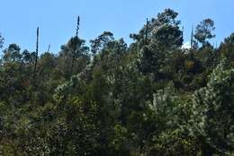 Image of Agave hiemiflora Gentry