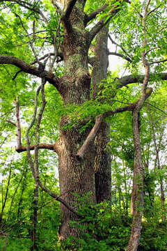 Image of American Ash