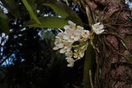 Image of Orange blossom orchid