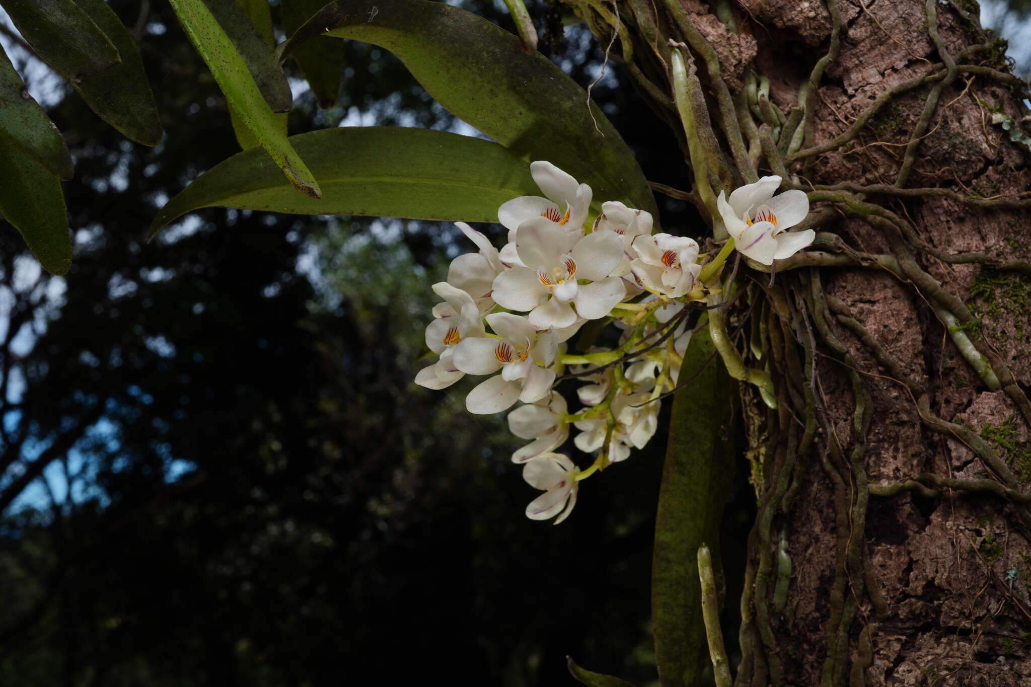 Image of Orange blossom orchid