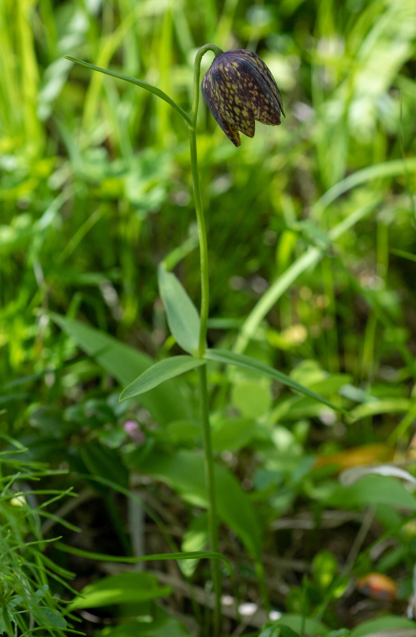 Image of Fritillaria dagana Turcz.