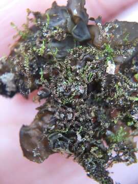 Image of jelly lichen