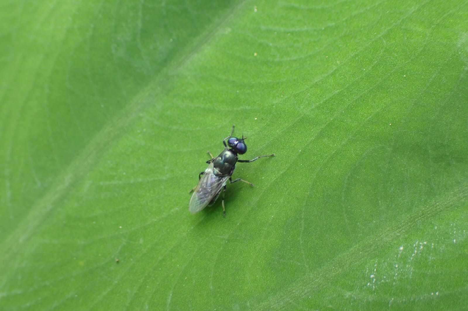 Imagem de Prosopochrysa vitripennis (Doleschall 1856)