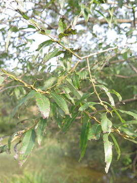 Image of Salix pierotii Miq.