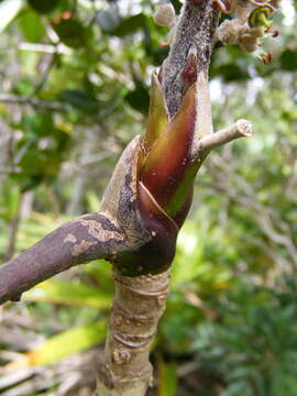 Image of Schefflera troyana (Urb.) A. C. Sm.