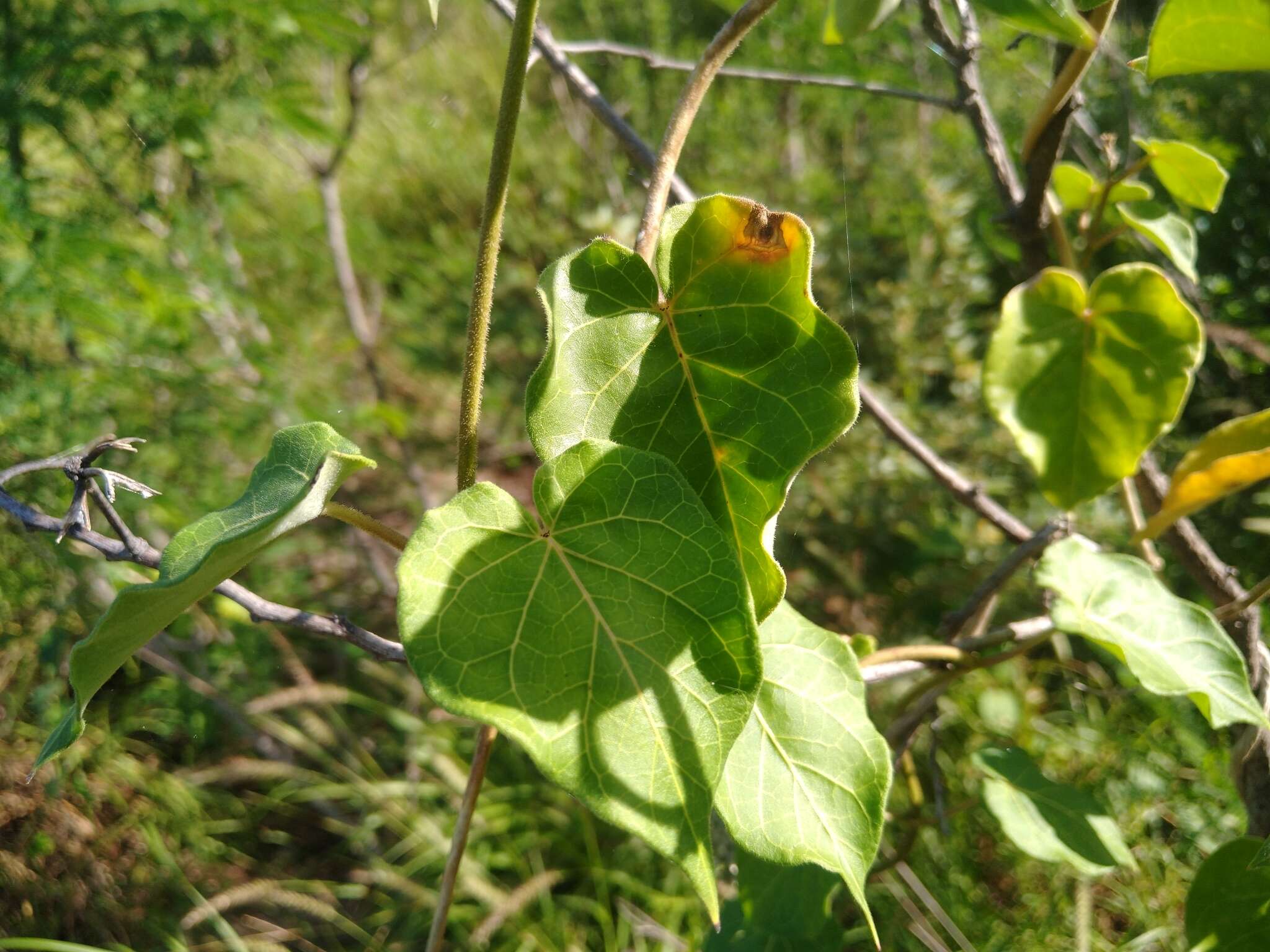 Ibatia maritima (Jacq.) Decne.的圖片