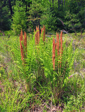 Image of Osmundastrum cinnamomeum Presl