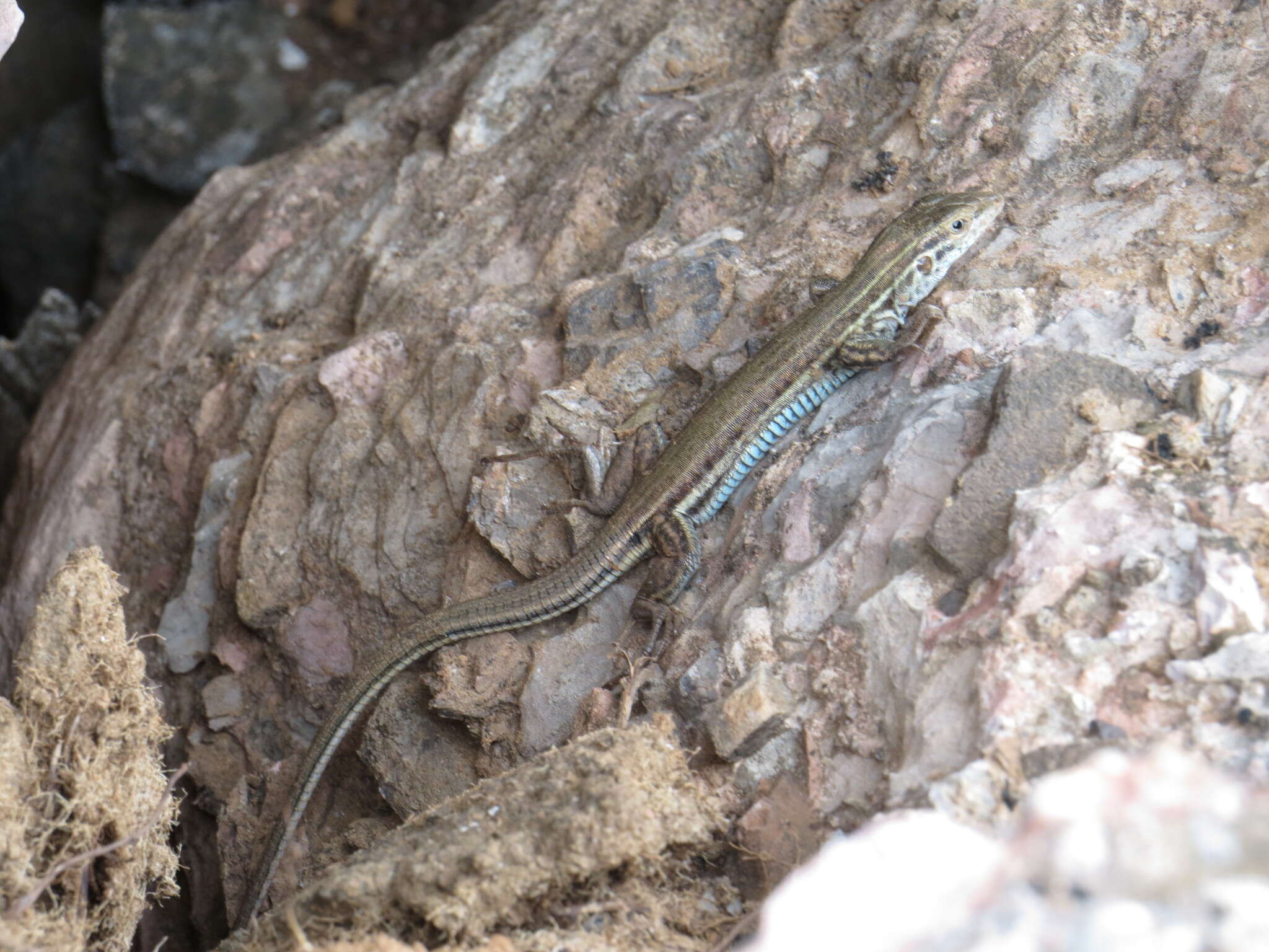 Image of Aspidoscelis mexicanus (Peters 1869)