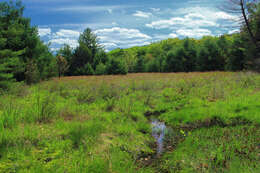 Image of eastern white pine