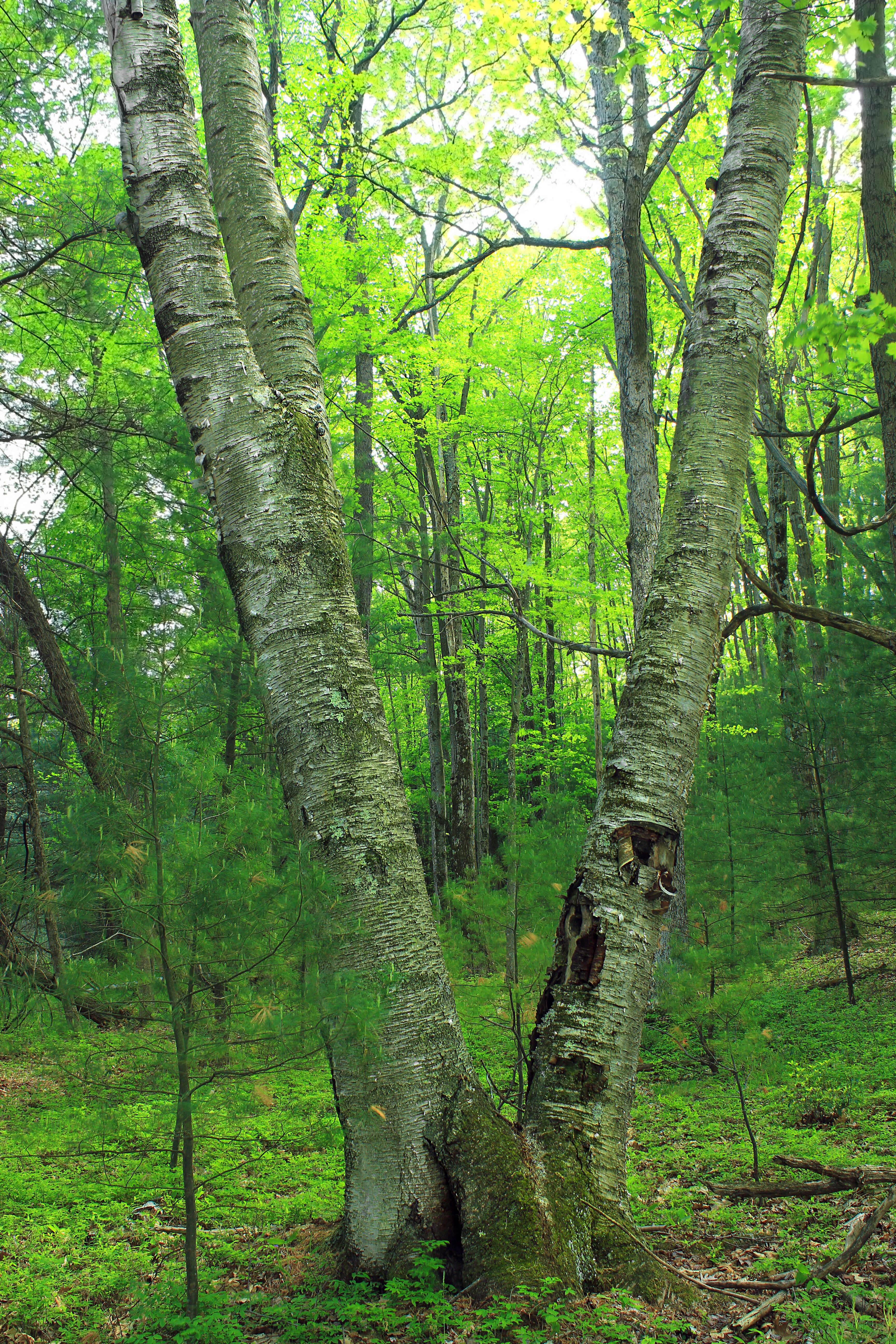 Image of Gray birch