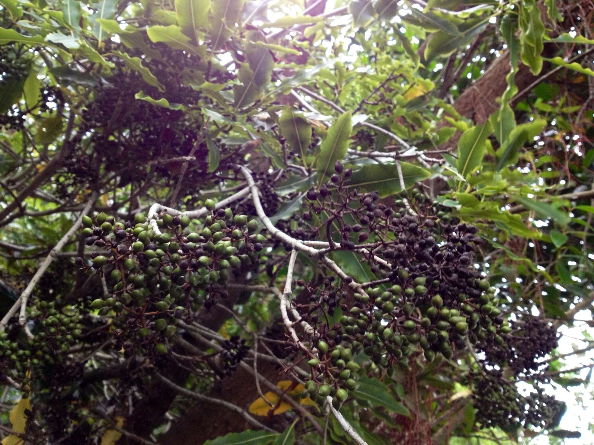 Image de Pittosporum eugenioides A. Cunn.