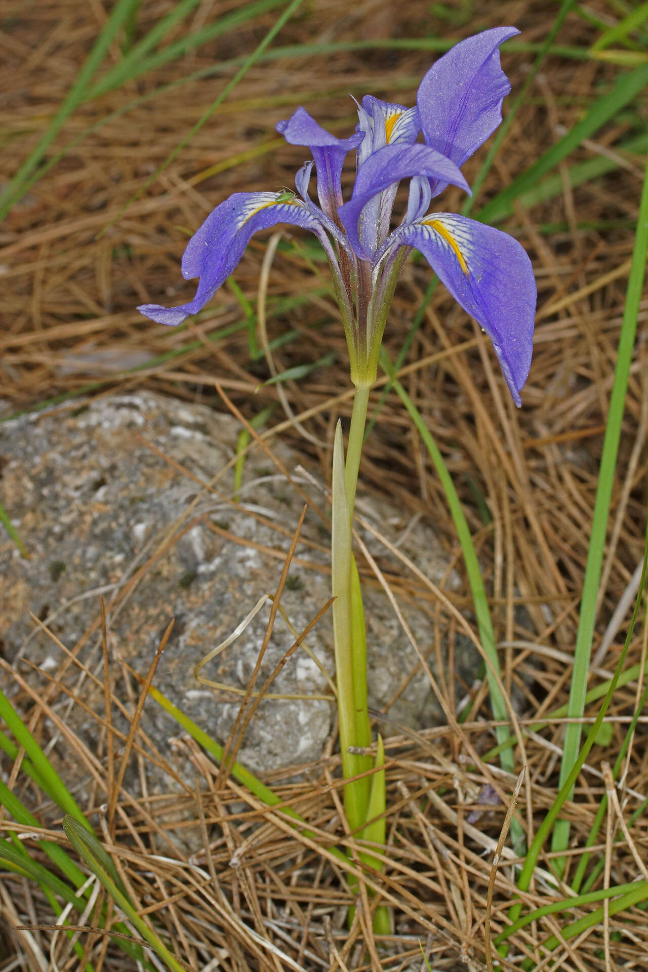 Plancia ëd Iris unguicularis subsp. carica (Wern. Schulze) A. P. Davis & Jury