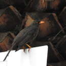 Image of Turdus fuscater quindio Chapman 1925