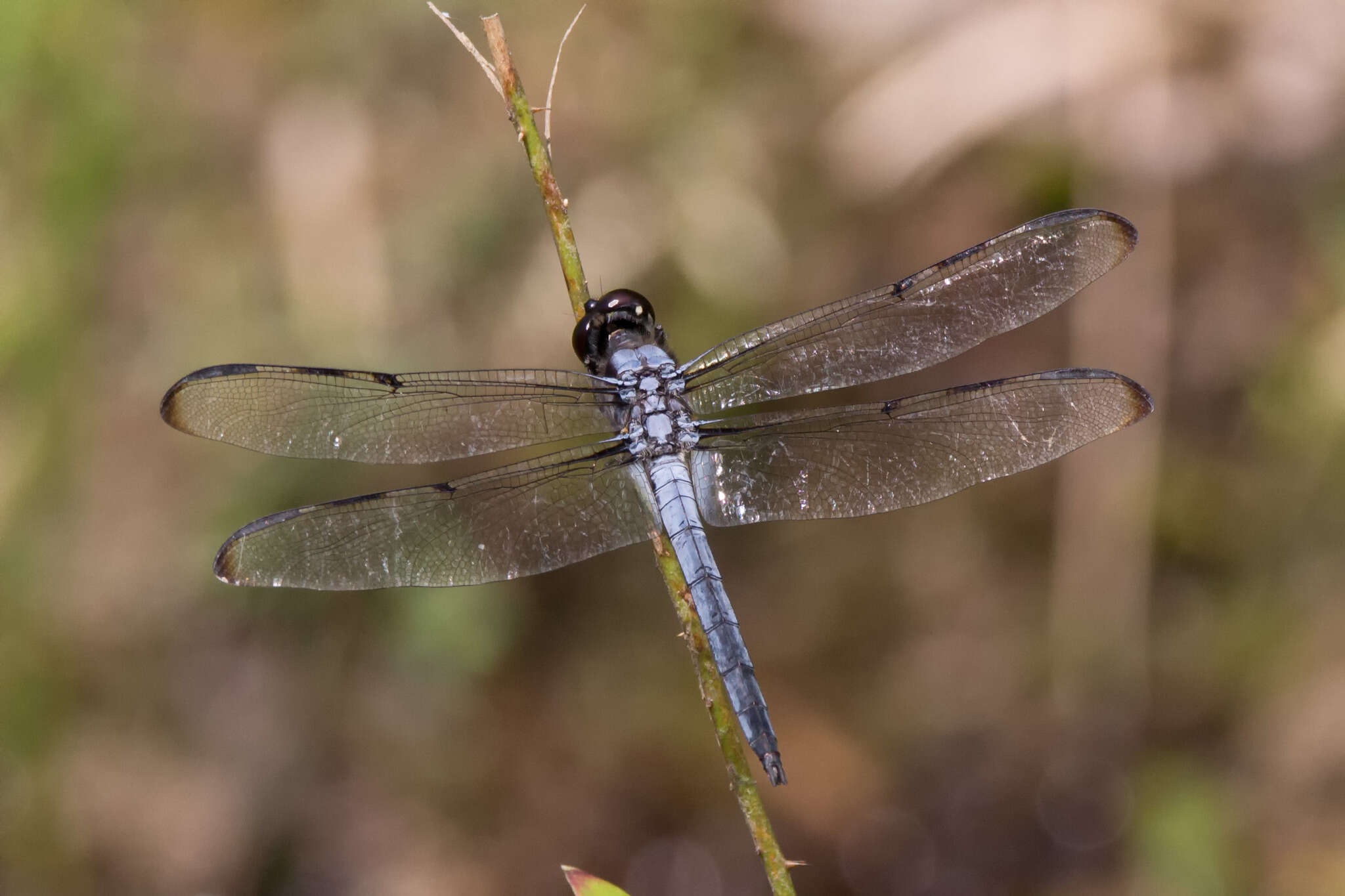 Image of Bar-winged Skimmer