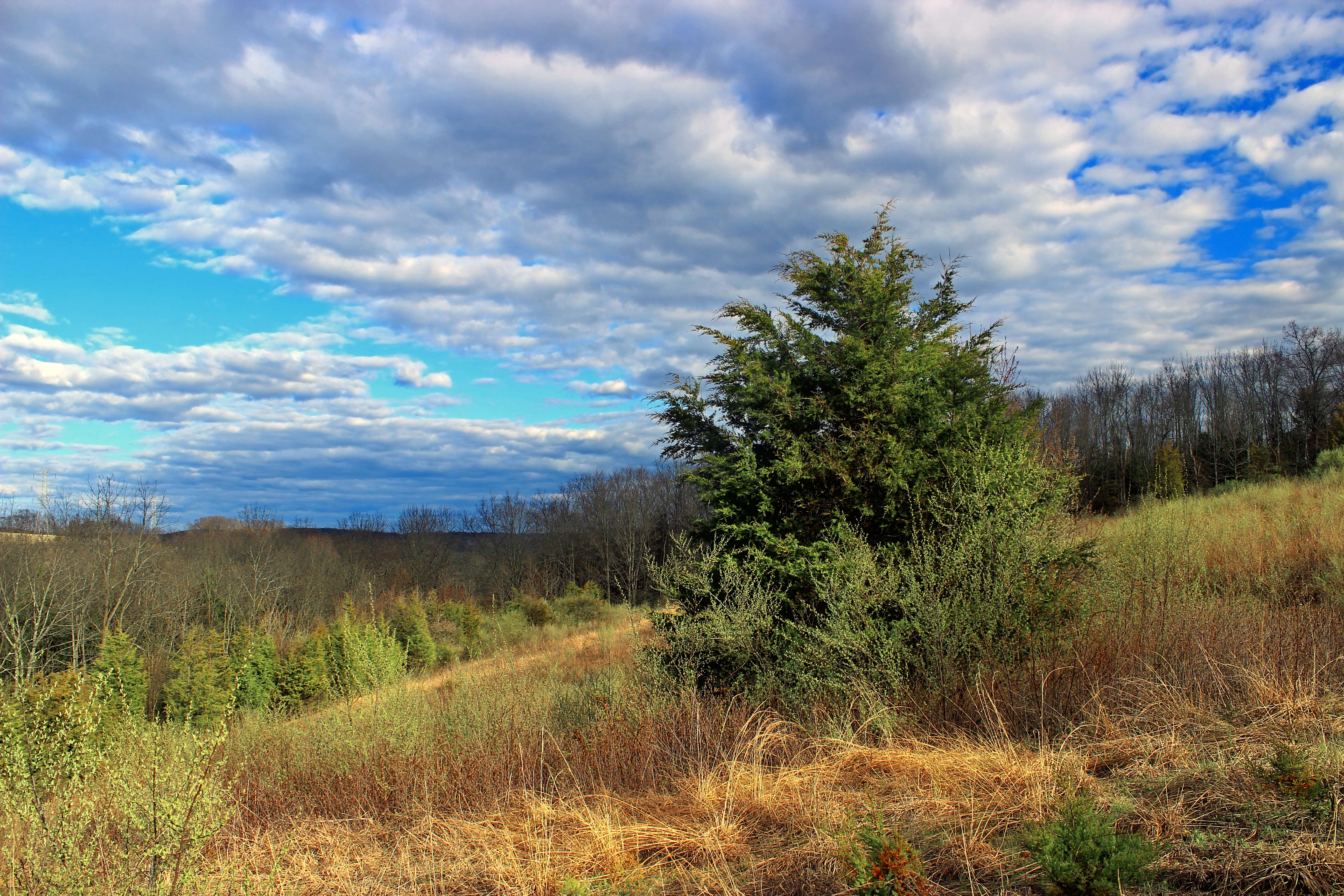 Imagem de Juniperus virginiana L.