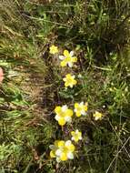 Imagem de Platystigma linearis Benth.