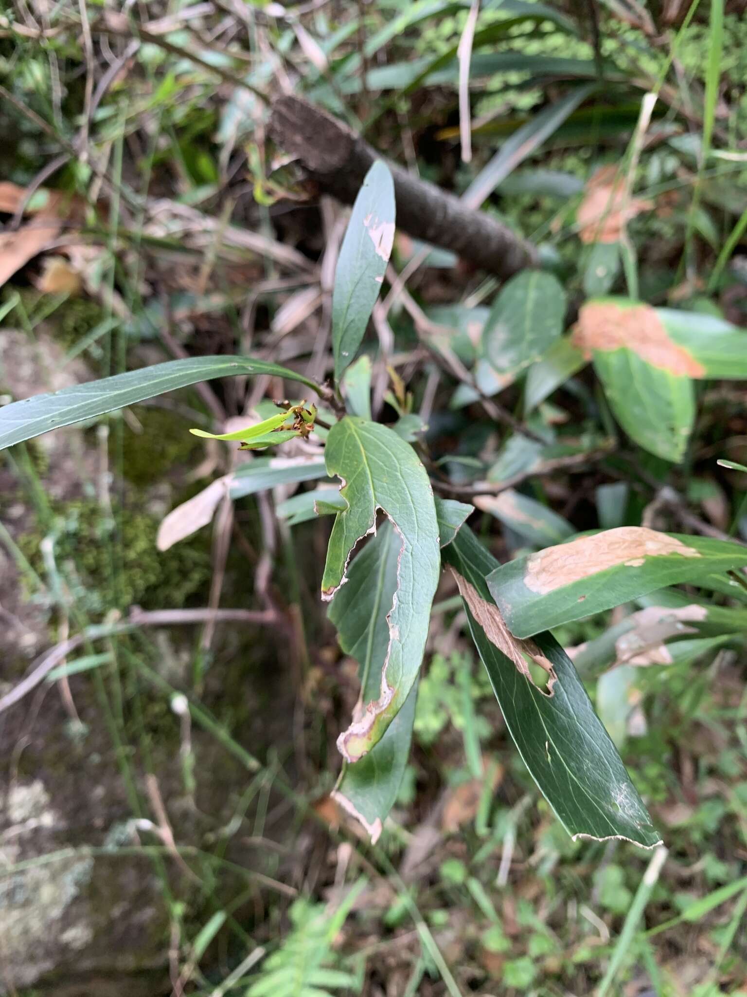 Image of Stenocarpus salignus R. Br.