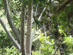 Image of Crimson-rumped Toucanet