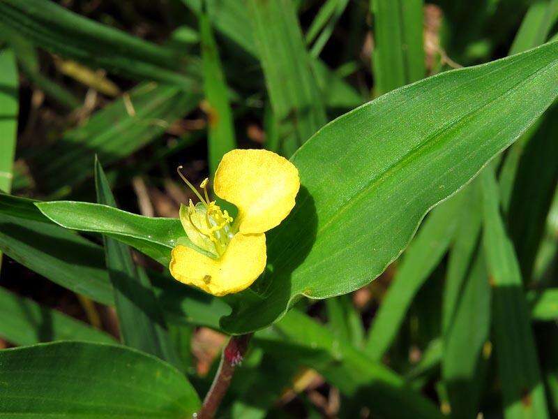 Imagem de Commelina africana L.