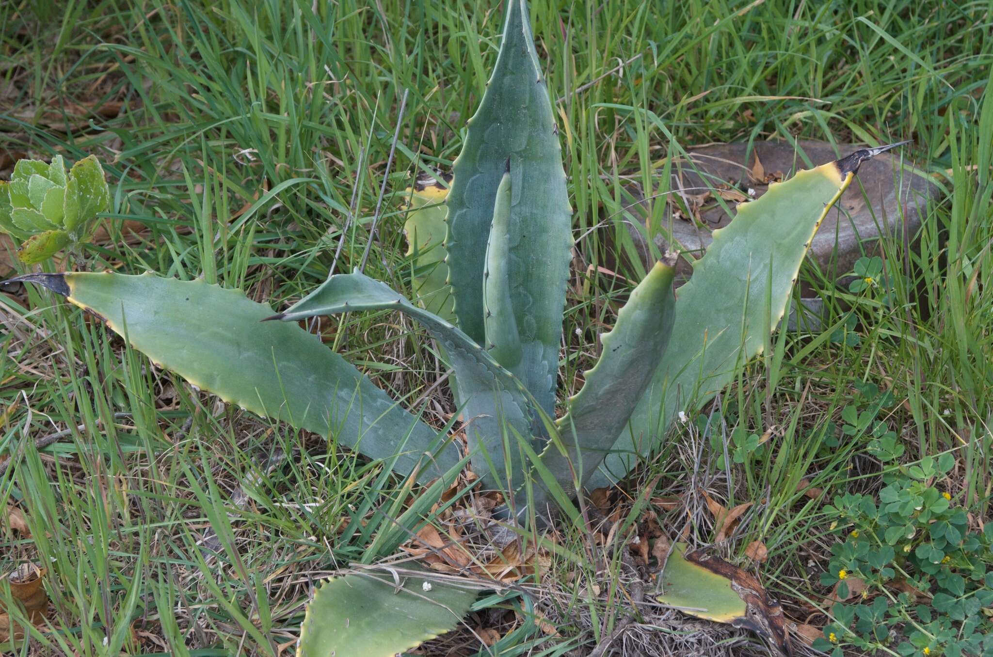 Image of American Aloe