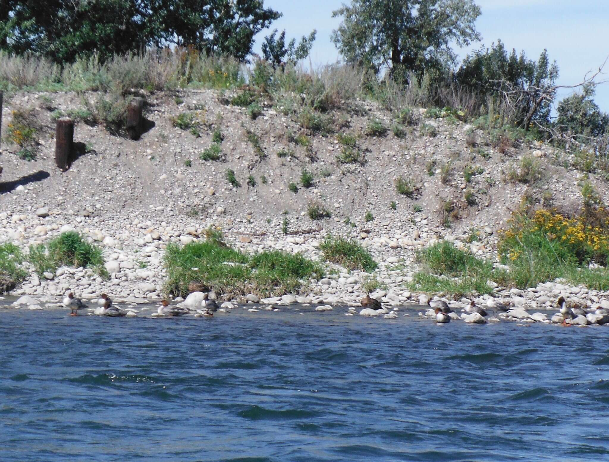 Image of Common Merganser