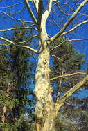 Image of American sycamore