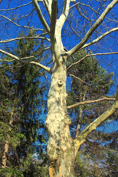 Imagem de Platanus occidentalis L.