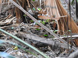 Image of White-browed Scrubwren