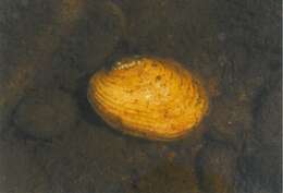 Image of Yellow Lampmussel