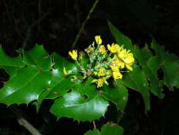 Image of Mahonia