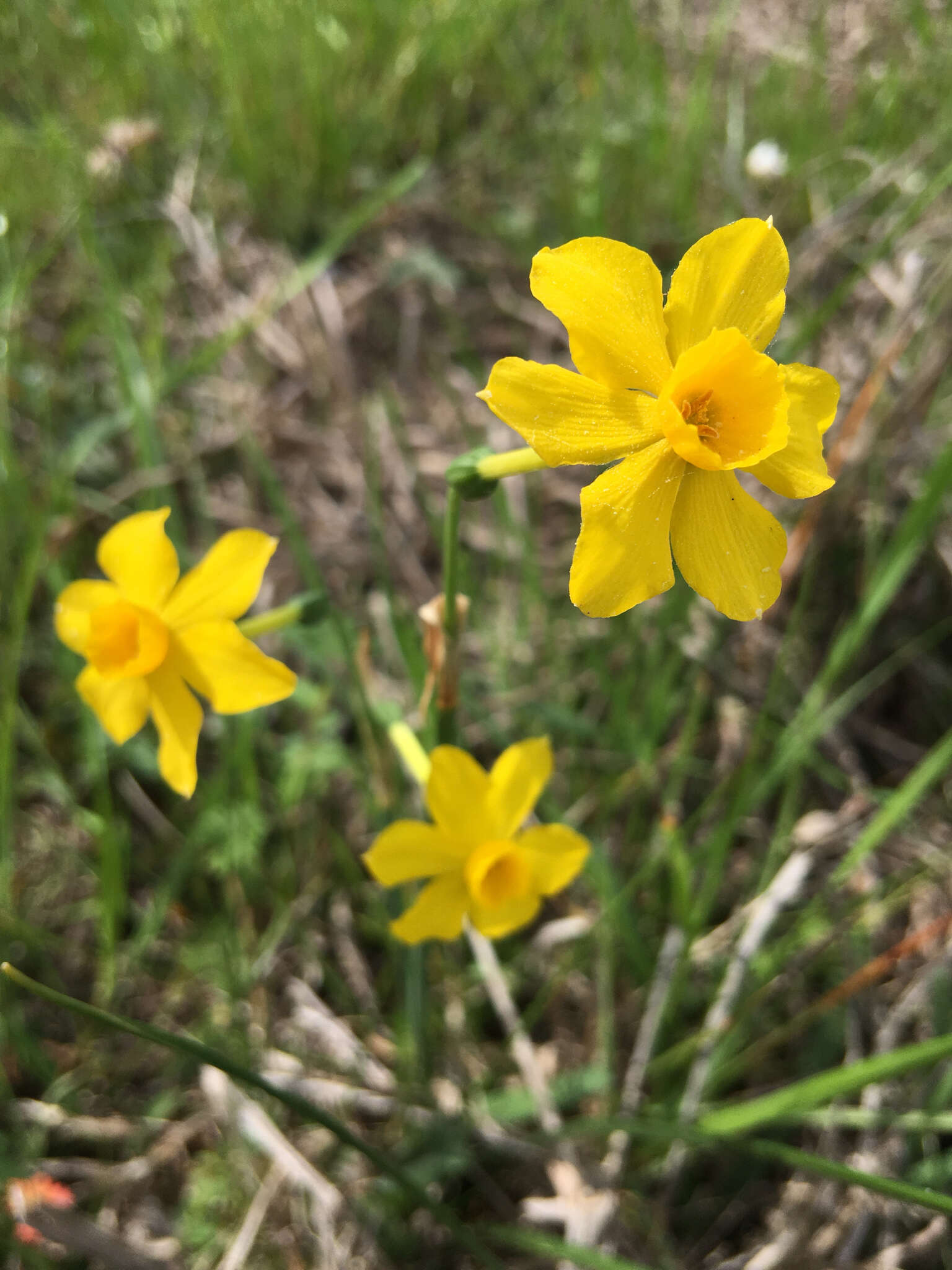 Image de Narcissus jonquilla L.