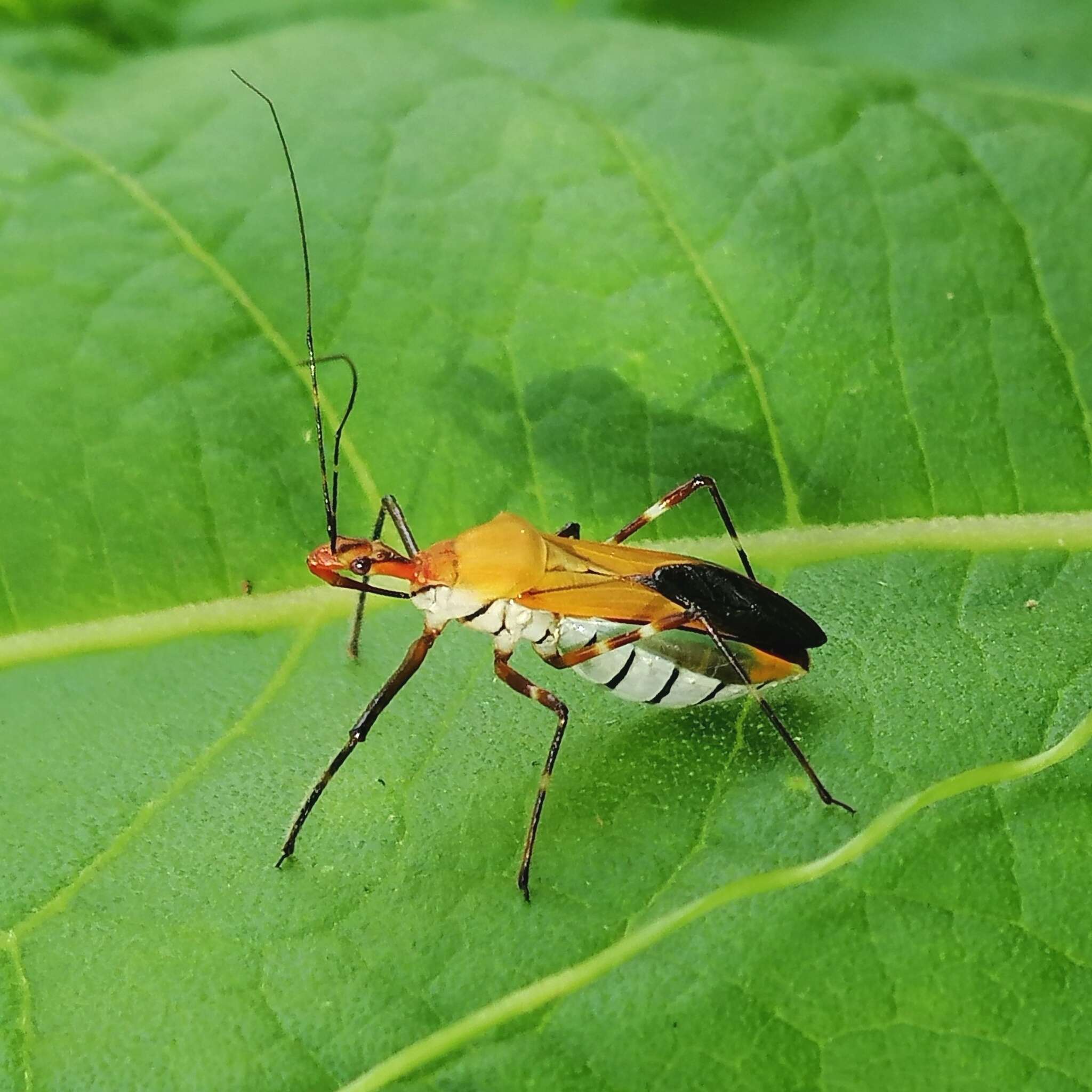 صورة Zelus laticornis (Herrich-Schaeffer 1850)