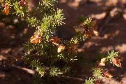 Image of Aspalathus arida subsp. procumbens (E. Mey.) R. Dahlgren