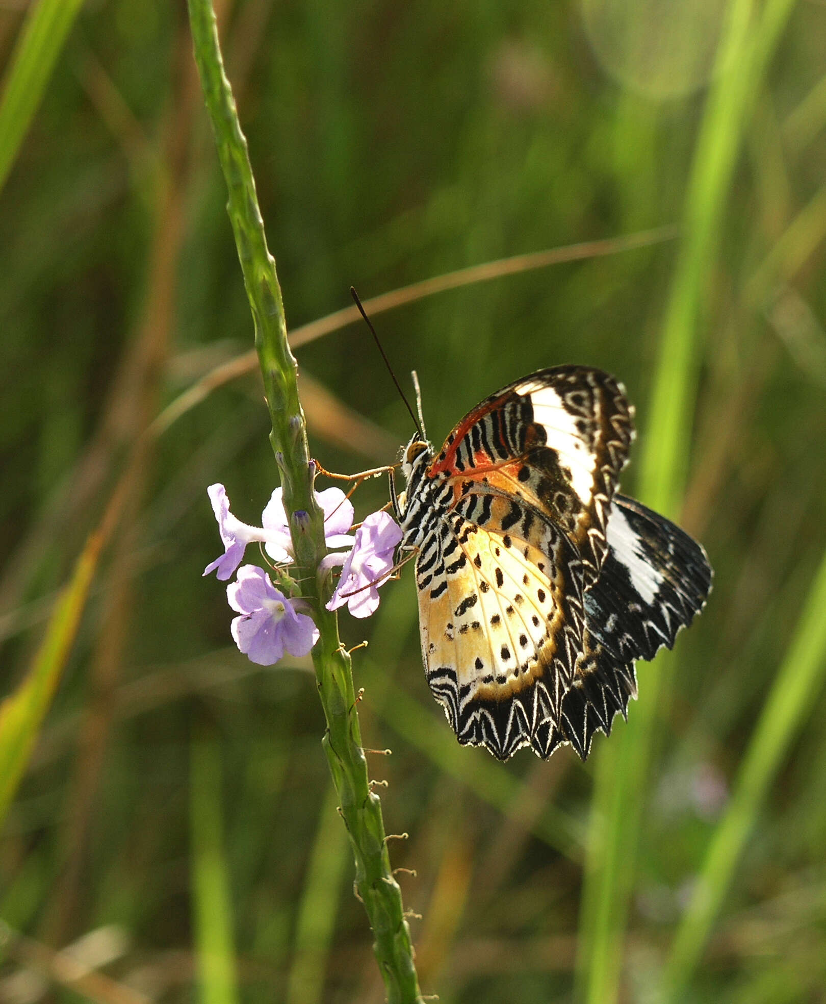 Cethosia cyane euanthes Fruhstorfer 1912 resmi